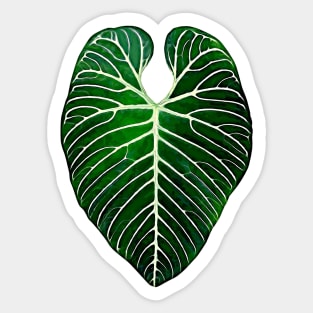 ANTHURIUM REGALE Sticker